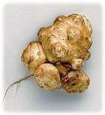 Топинамбур. Полезные свойства топинамбура Топинамбур. Полезные свойства топинамбура